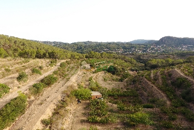 FINCA for sale planted with cherry trees in full production on the outskirts of Torrellas de Llobregat, completely fenced and all in one piece.